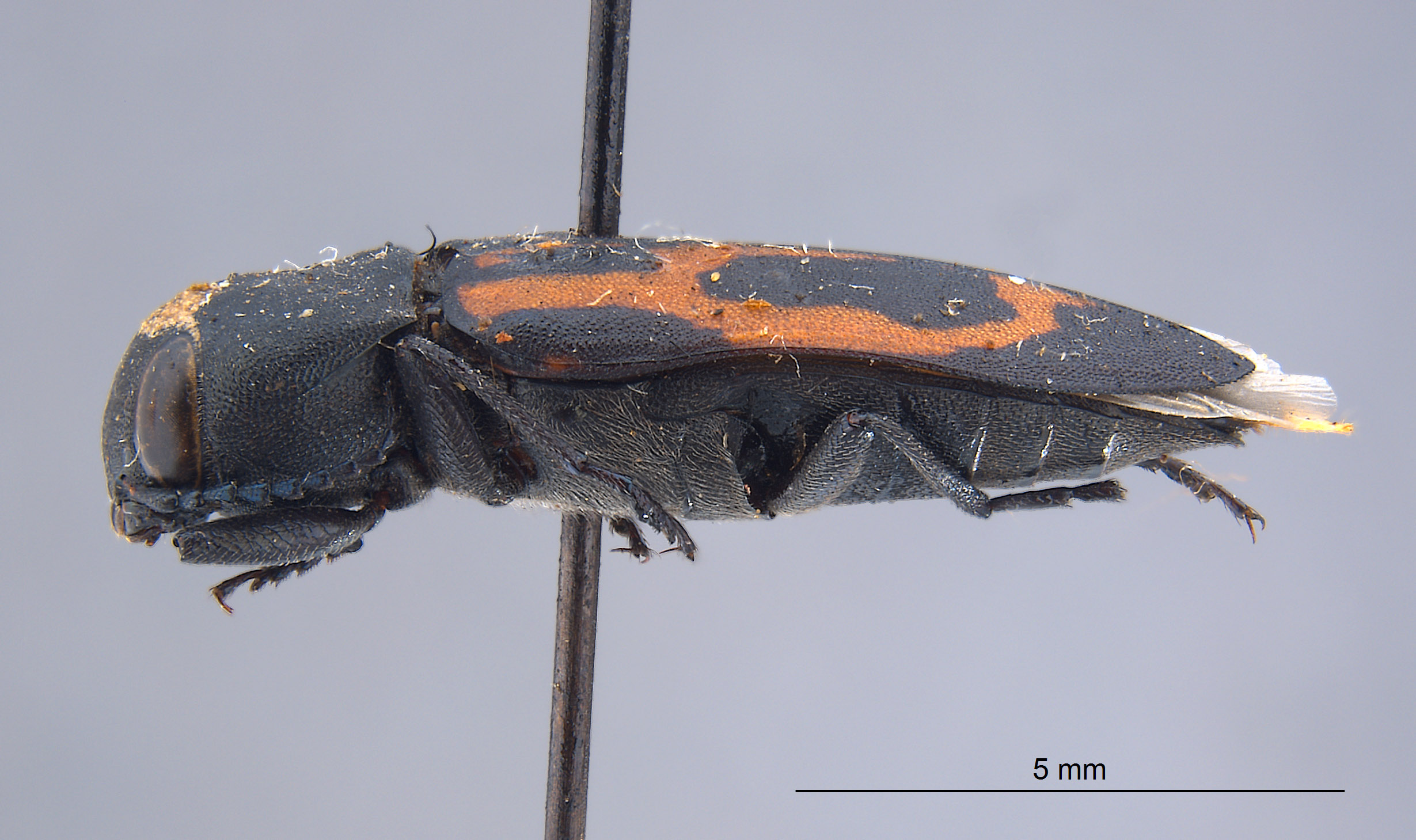 Melanophila notata image