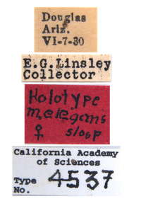 Melanophila notata image