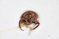 Nemocestes expansus image