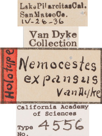 Nemocestes expansus image
