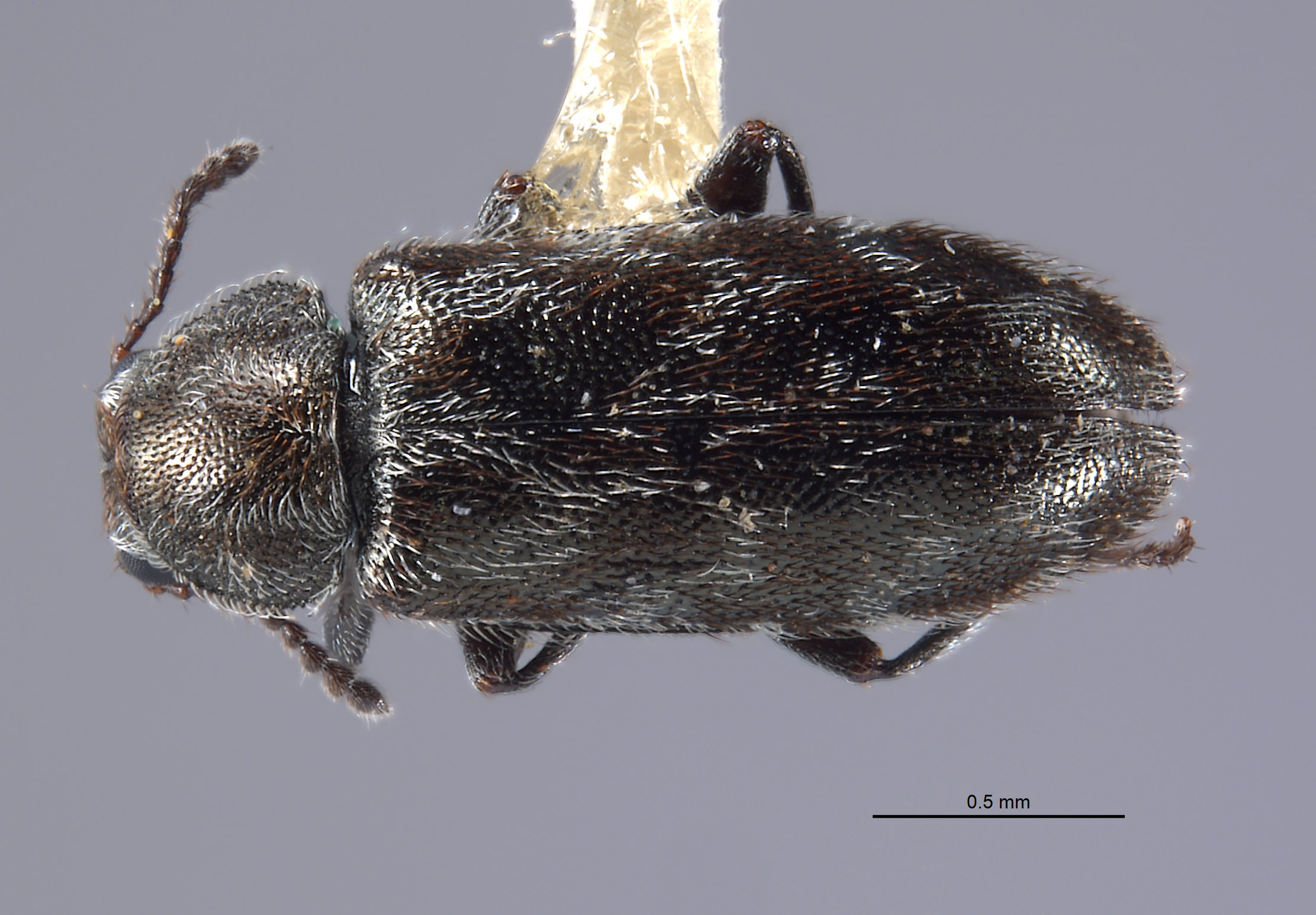 Listrus regalis image