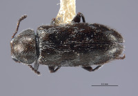 Listrus regalis image