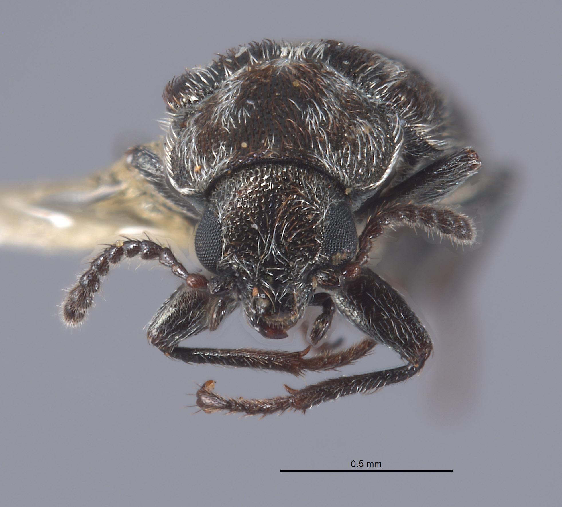 Listrus regalis image