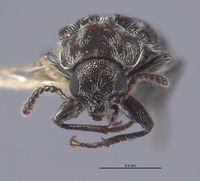 Listrus regalis image