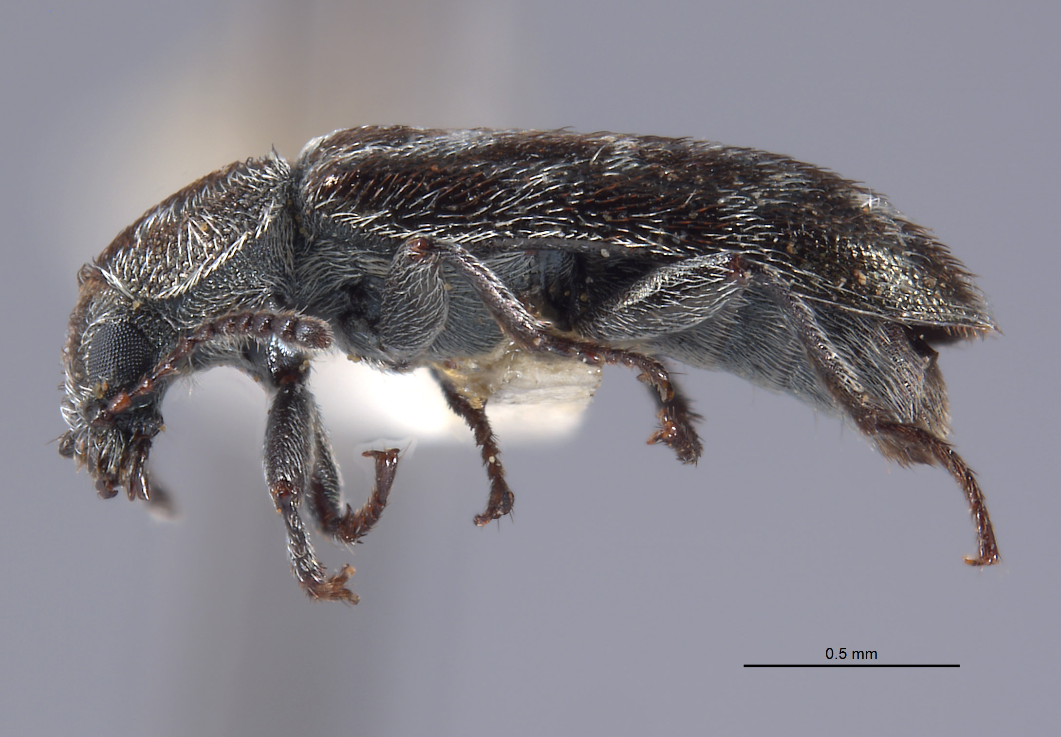 Listrus regalis image
