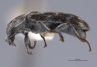 Listrus regalis image