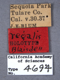 Listrus regalis image