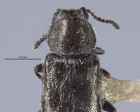 Image of Listrus regalis