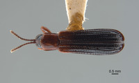 Downesia vandykei image