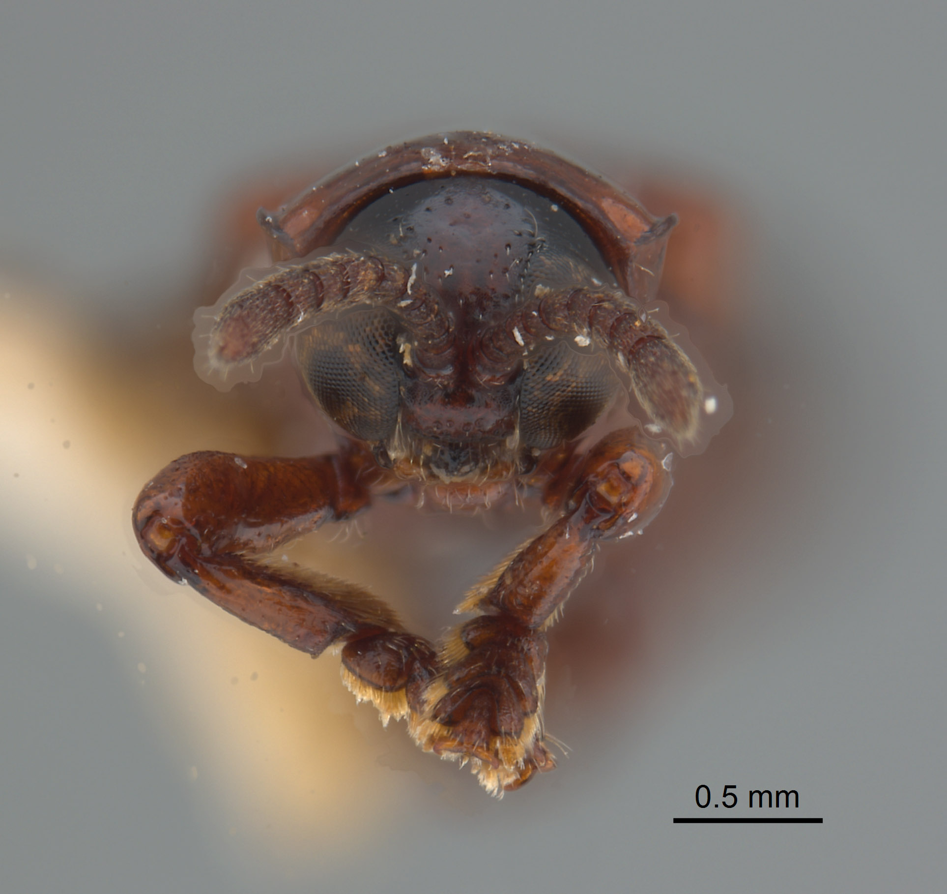 Downesia vandykei image