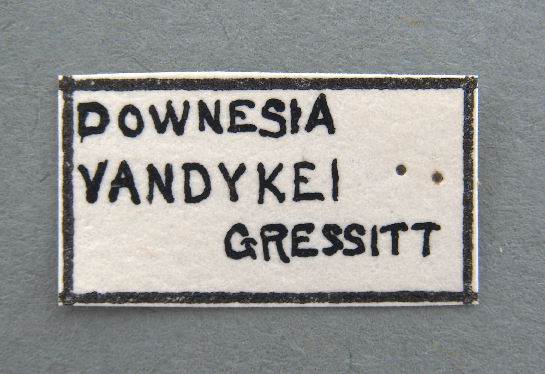 Downesia vandykei image