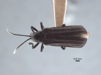 Agonia purpurascens image