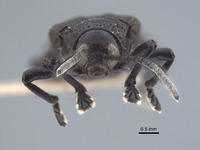 Agonia purpurascens image