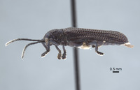 Agonia purpurascens image