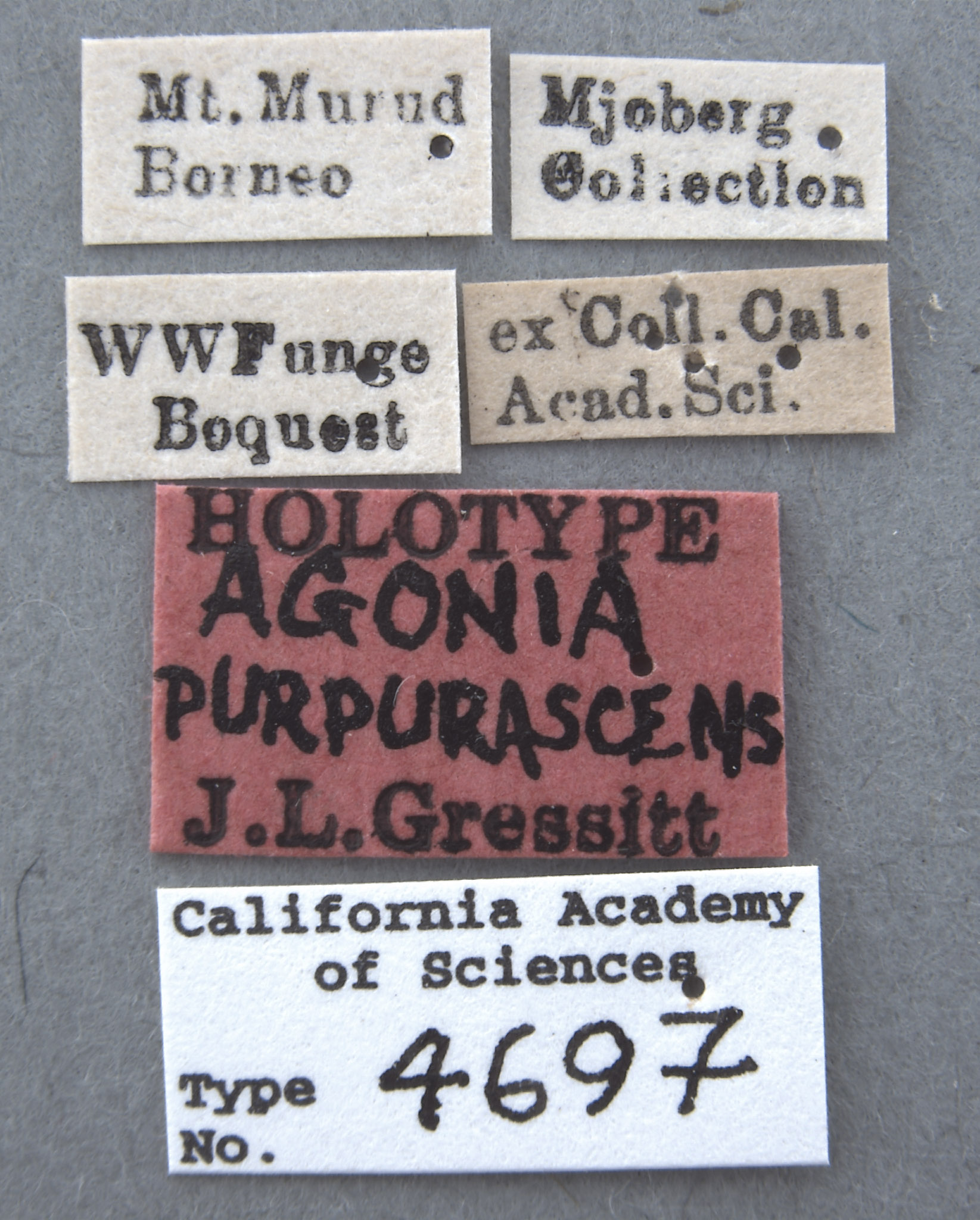 Agonia purpurascens image