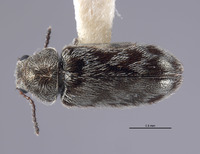 Listrus hoppingi image