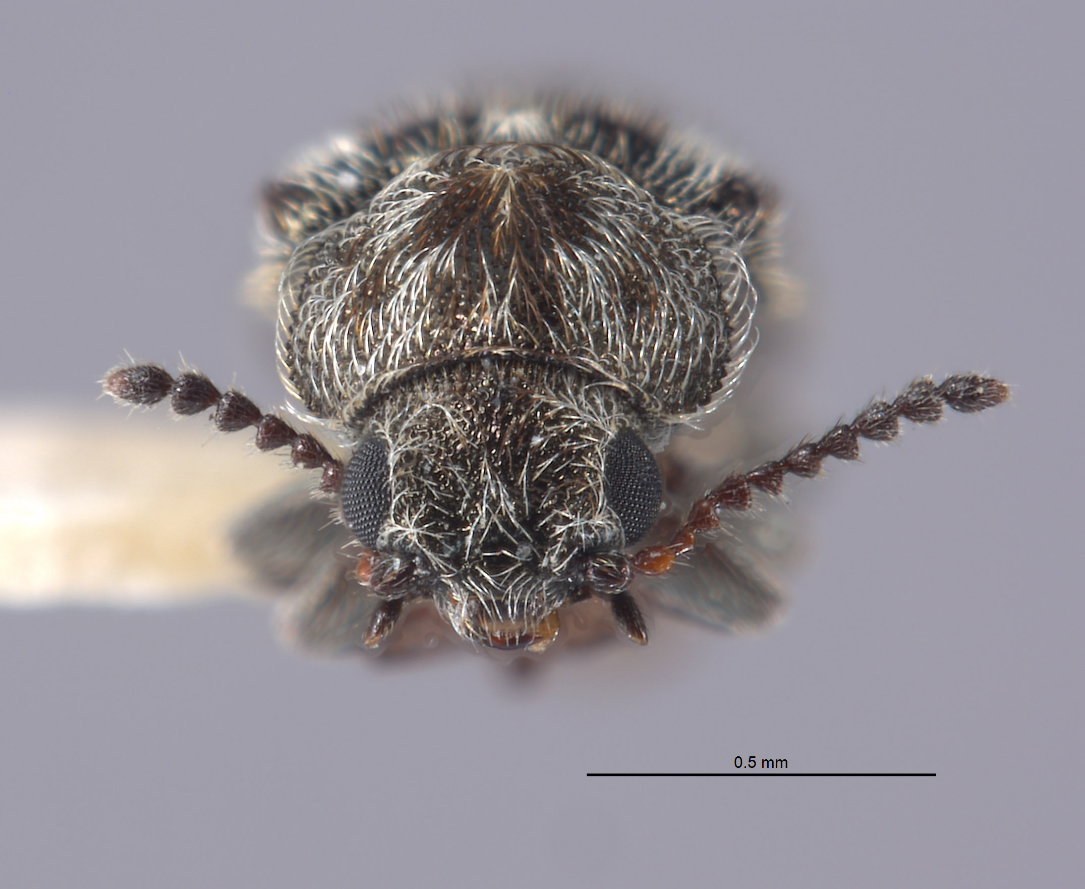 Listrus hoppingi image