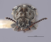 Listrus hoppingi image