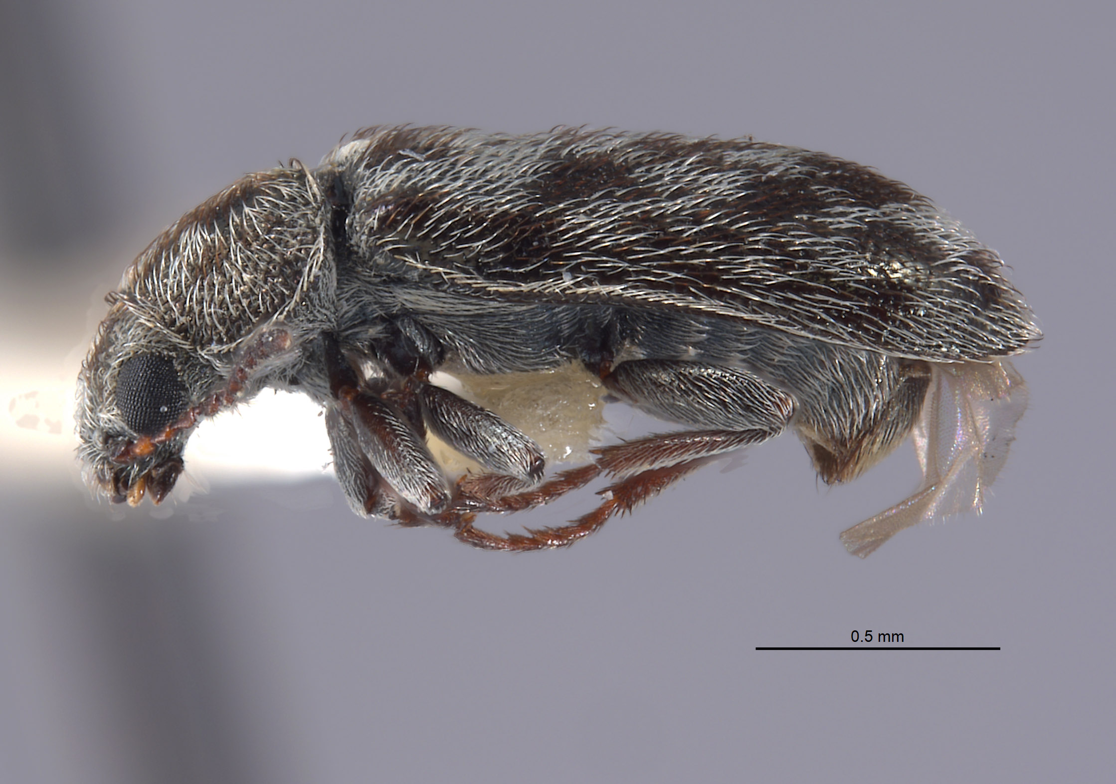 Listrus hoppingi image