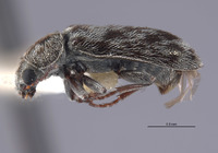 Listrus hoppingi image