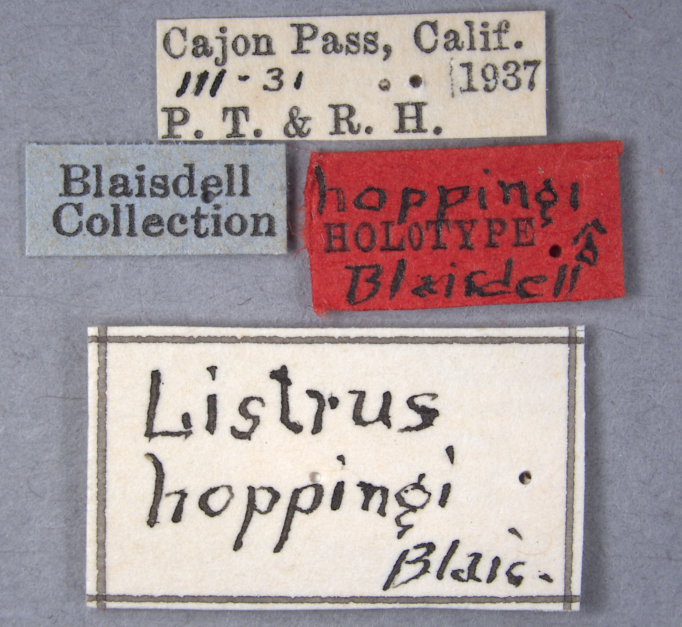 Listrus hoppingi image