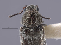 Listrus hoppingi image