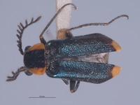 Malachius blaisdelli image