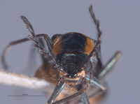 Malachius blaisdelli image