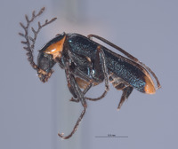 Image of Malachius blaisdelli
