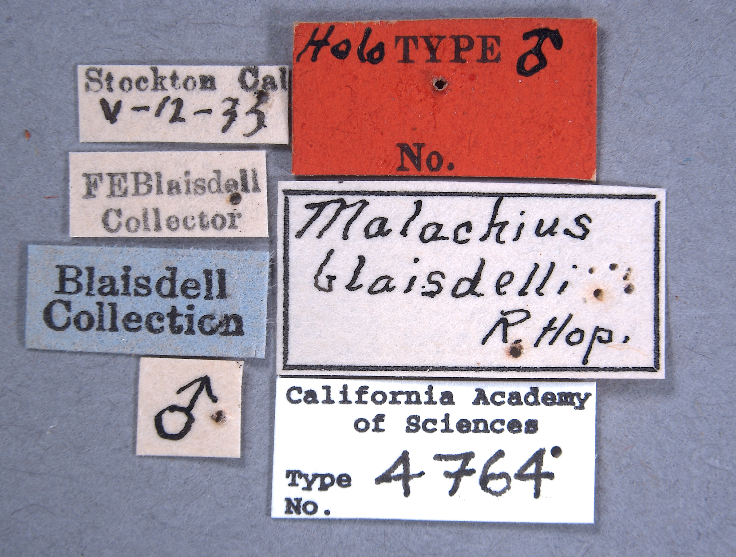 Malachius blaisdelli image