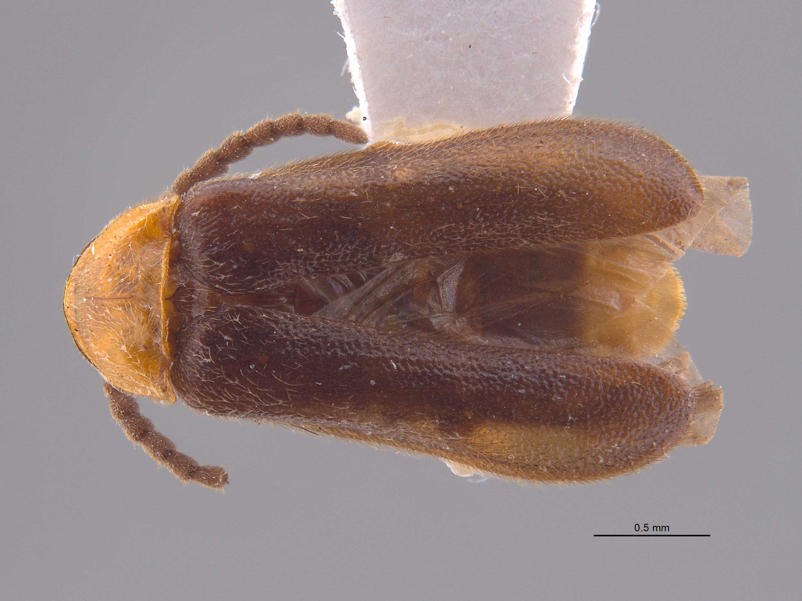 Ototretinae image