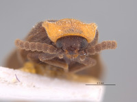 Image of Brachylampis sanguinicollis