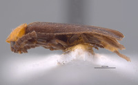 Brachylampis sanguinicollis image