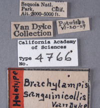 Brachylampis sanguinicollis image