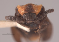 Brachylampis blaisdelli image