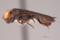 Brachylampis blaisdelli image