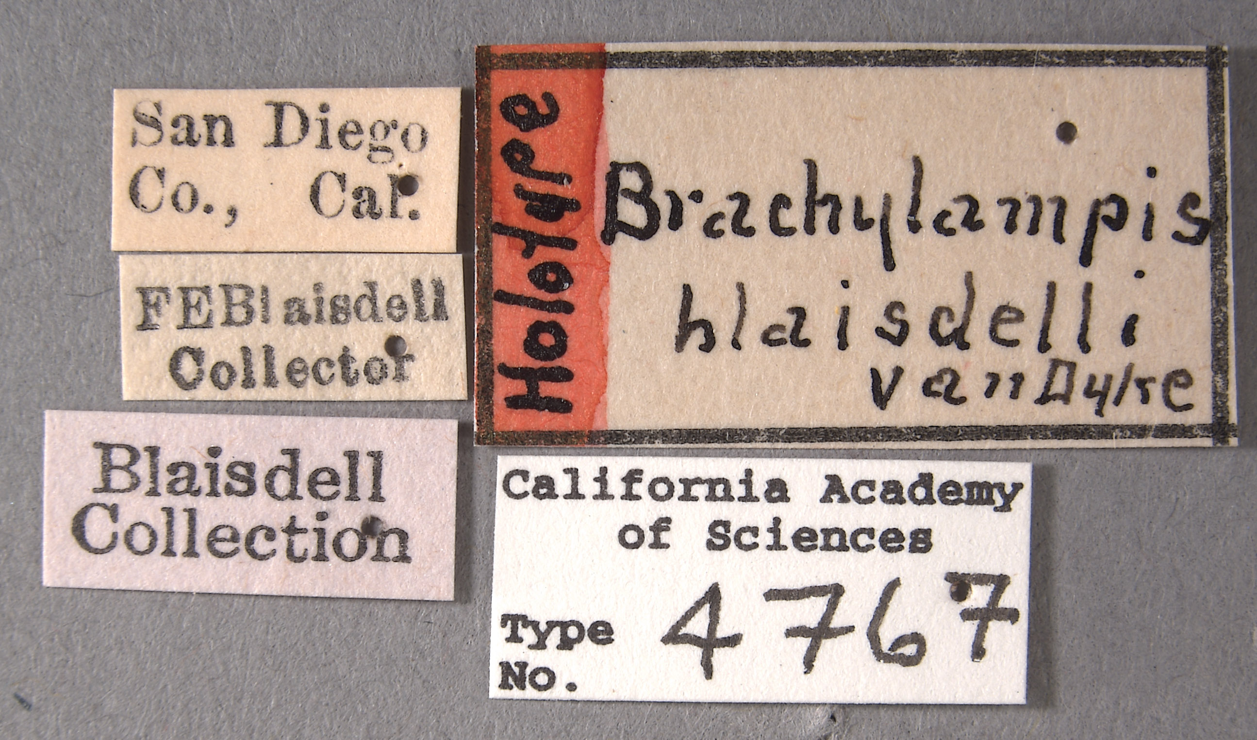 Brachylampis blaisdelli image