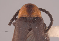 Brachylampis blaisdelli image