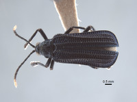 Gonophora borneana image