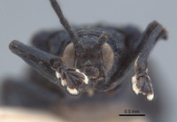 Gonophora borneana image