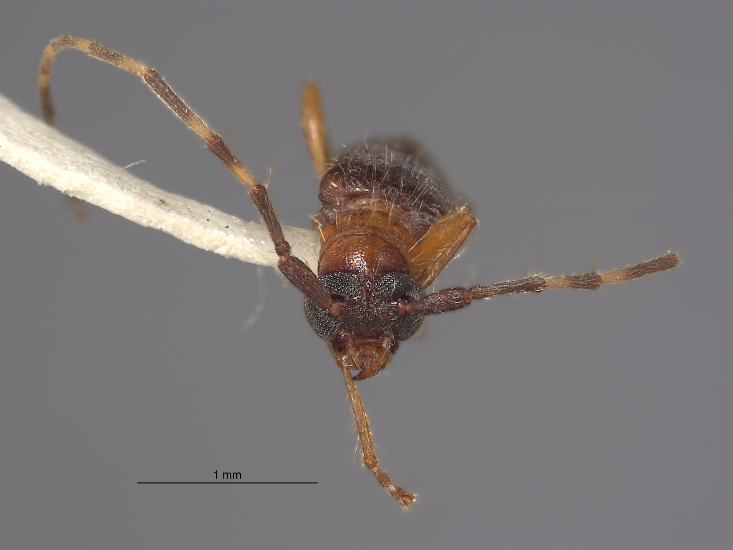 Stenhomalus incongruus image