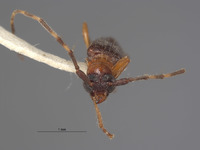 Stenhomalus incongruus image