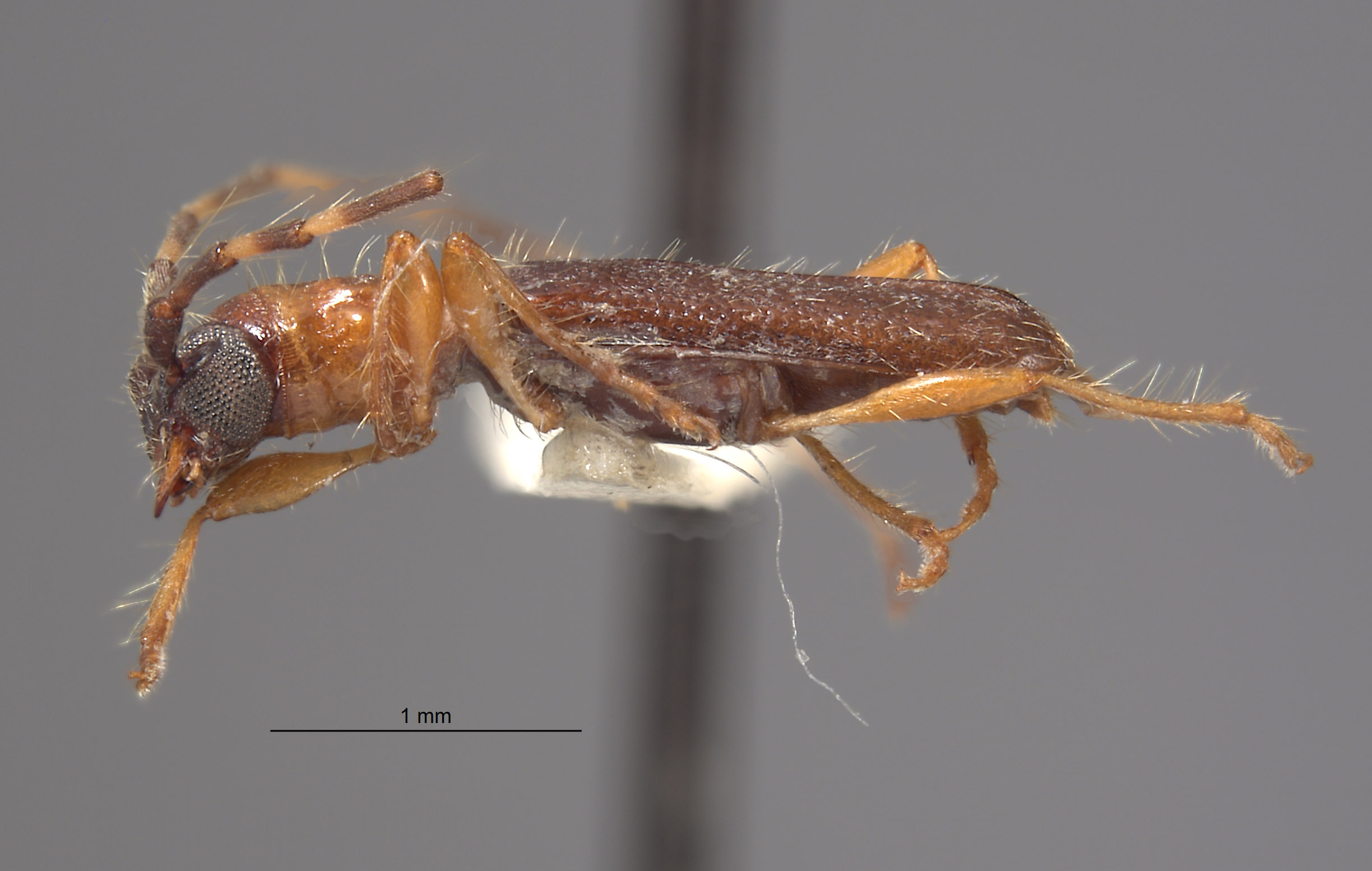 Stenhomalus incongruus image