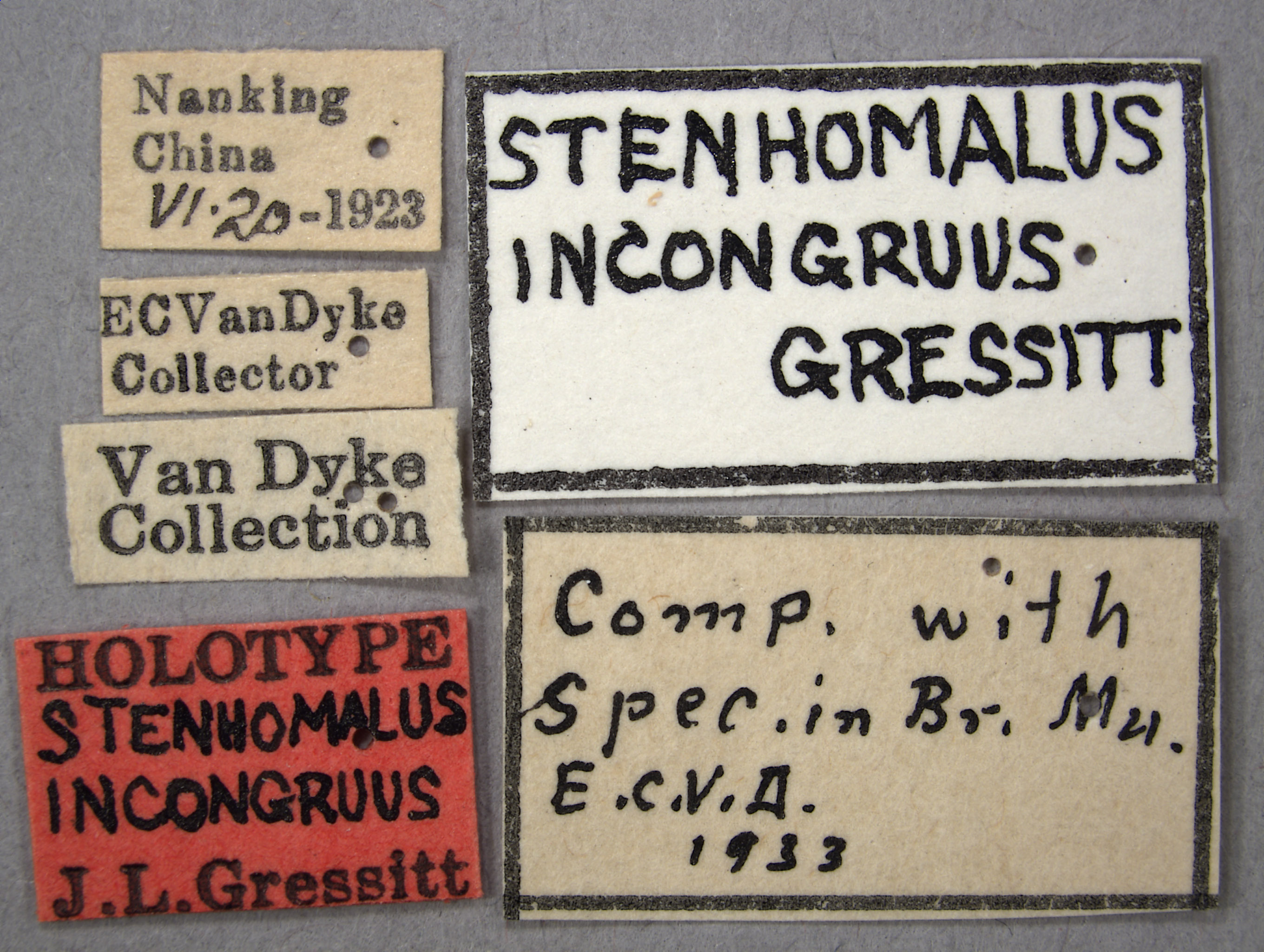 Stenhomalus incongruus image