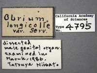 Stenhomalus incongruus image