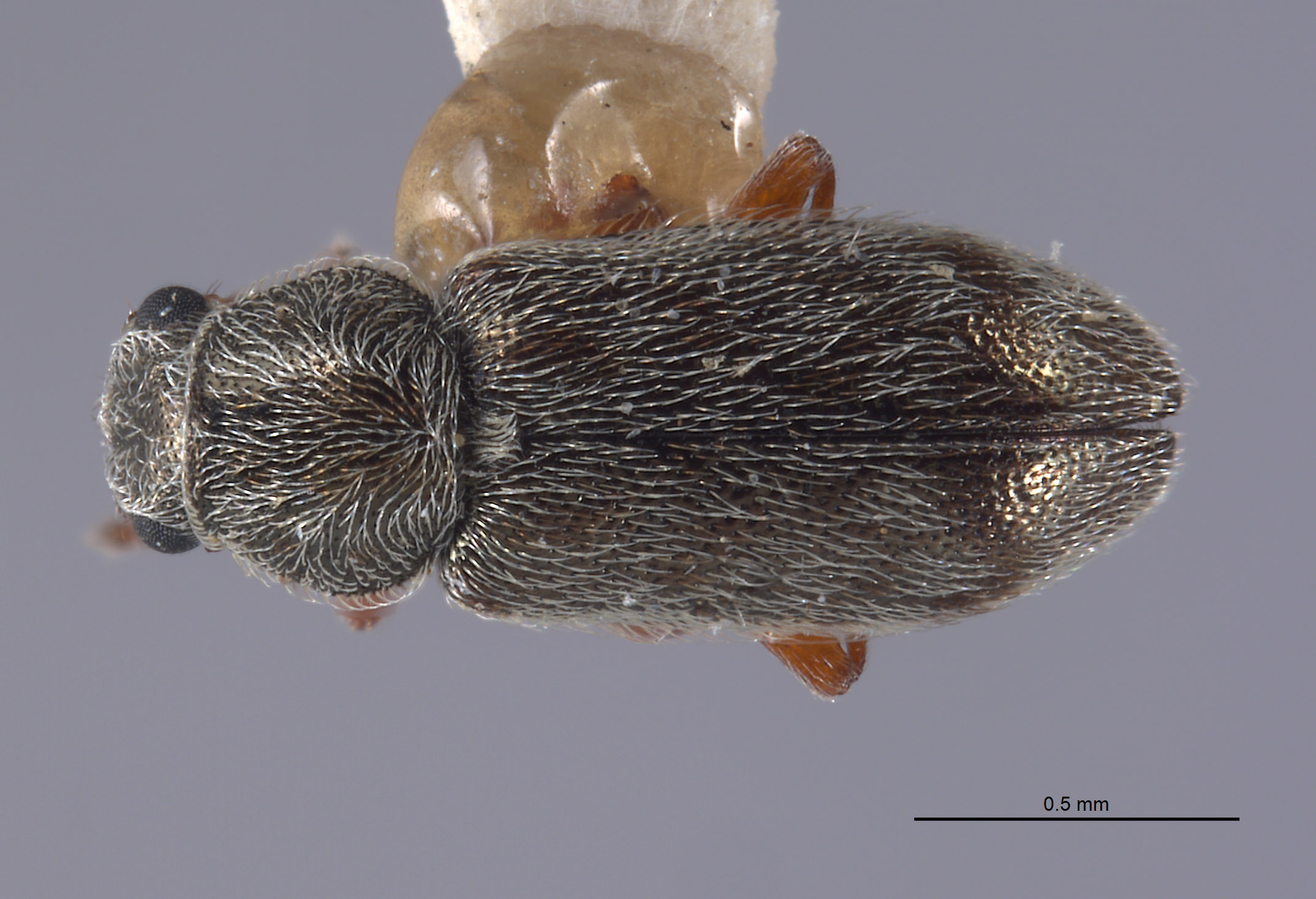 Listrus coronadensis image