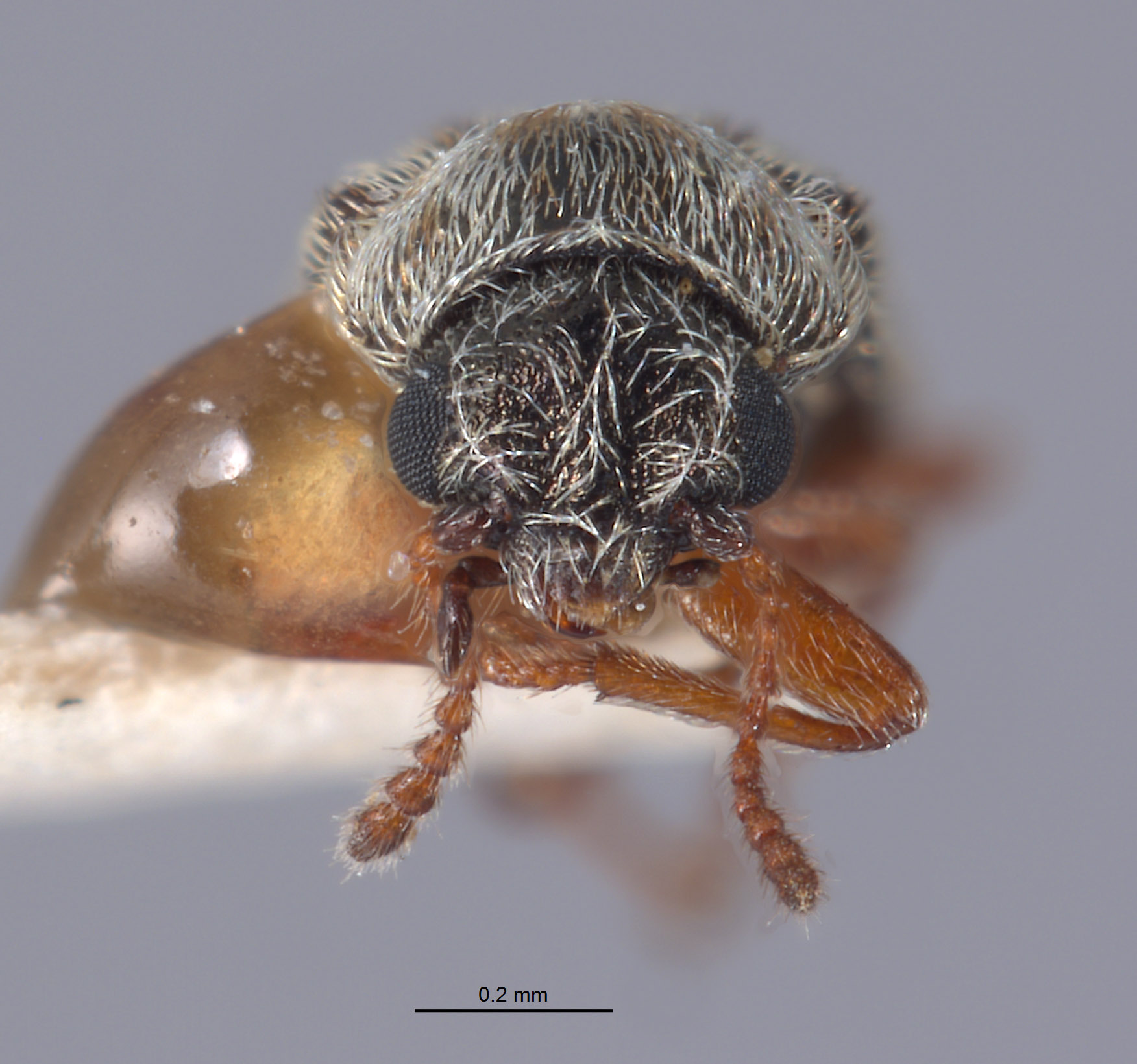 Listrus coronadensis image