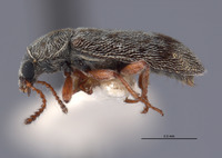 Listrus coronadensis image