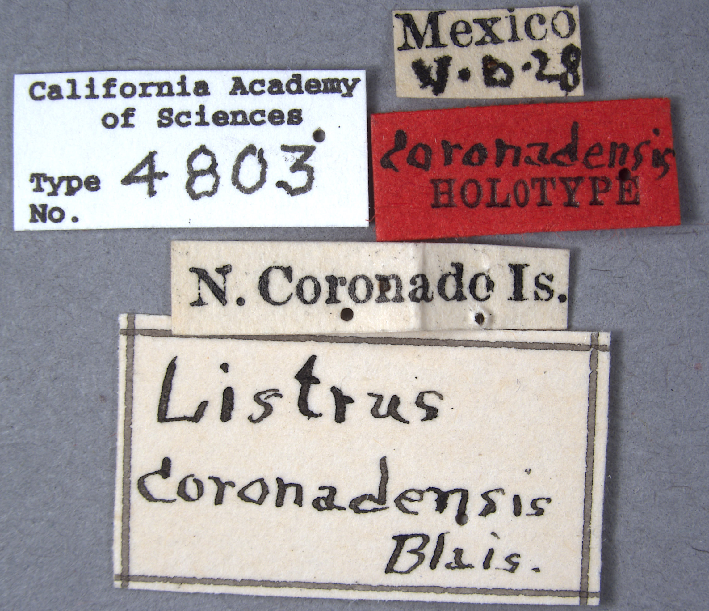 Listrus coronadensis image