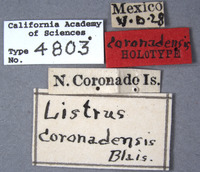 Listrus coronadensis image